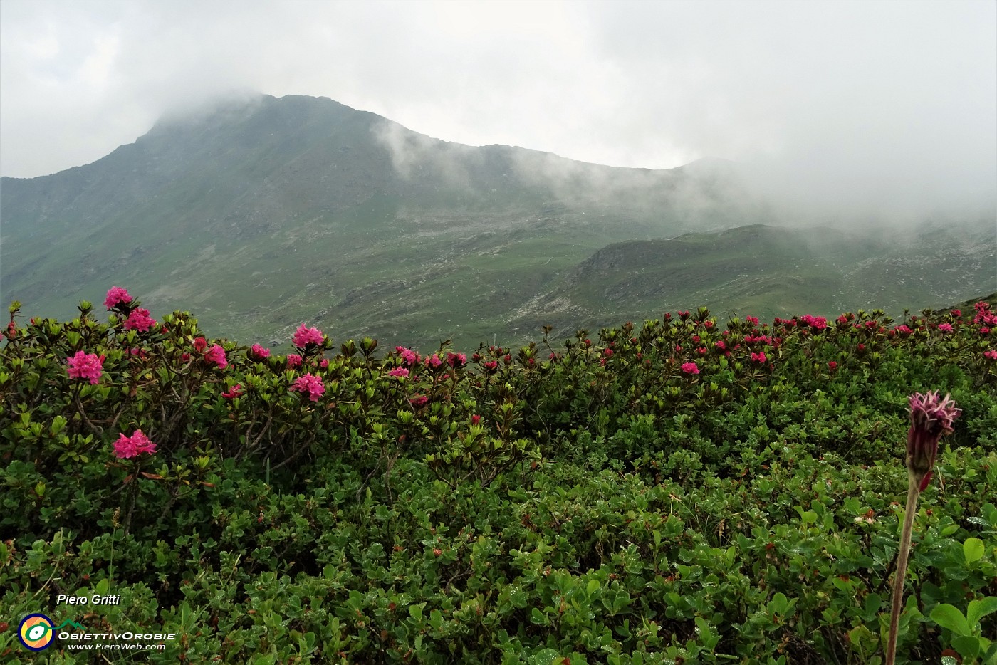 26 Dal Passo di Lemma rododendri con vista in Pizzo Scala.JPG